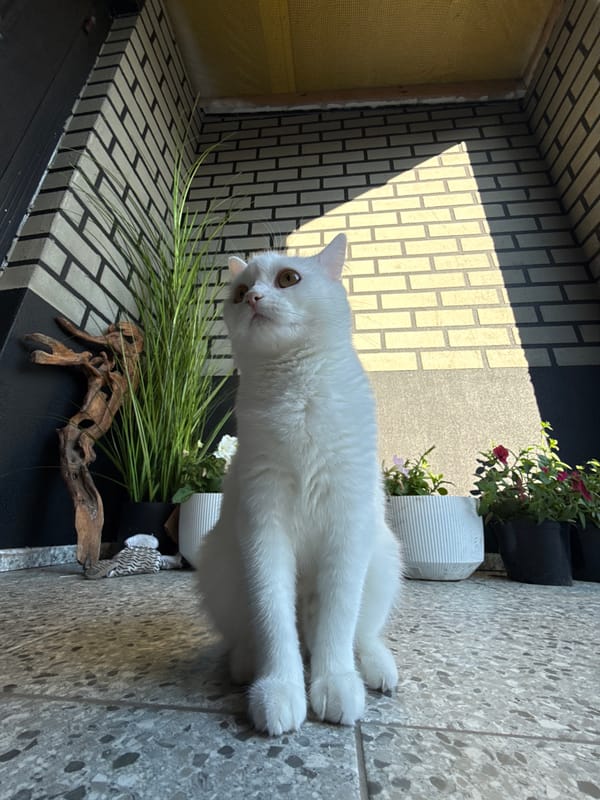 White cat, many angles, one very dedicated photo session