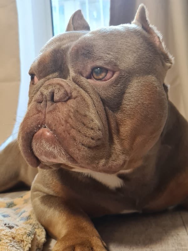 A bully breed dog's day, indoors and out.