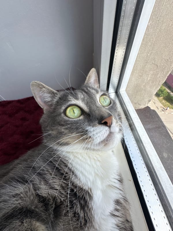Gray tabby cat indoor activities and sky watching documented