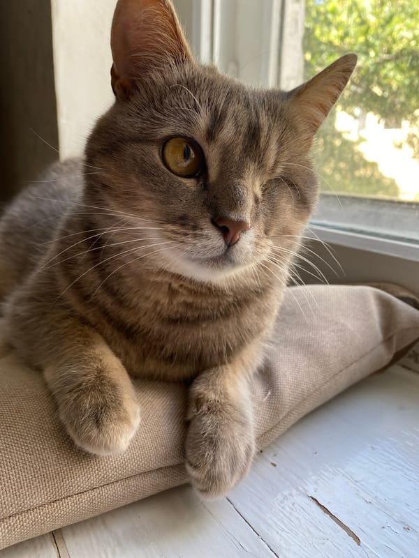Cats relaxing by windows during quiet morning hours