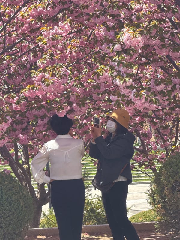 Spring blossoms draw visitors in Zhongtun, China