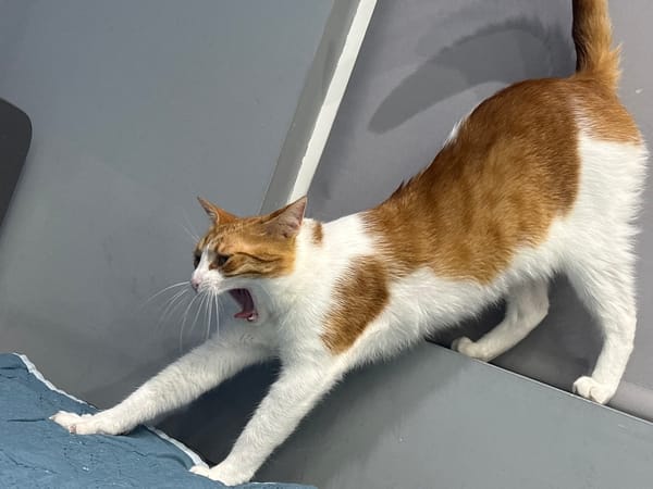 Cat naps and yawns captured in Pleven, Bulgaria
