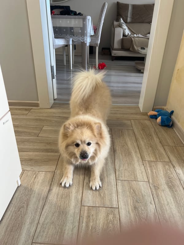 Pomeranian dog captured in quiet morning moments in Bulgarian home