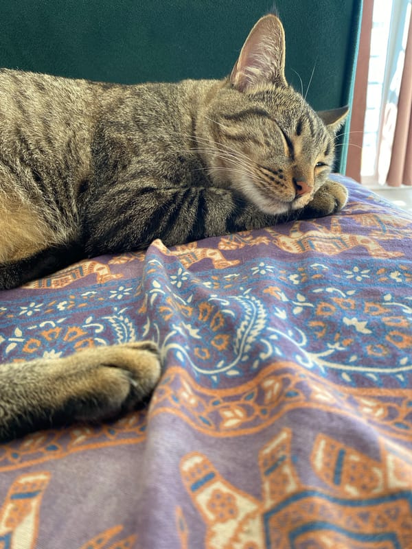 Tabby cat rests on couch in Wilde, Argentina