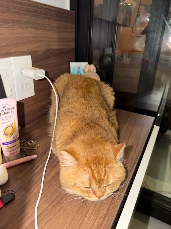 Orange tabby cat napping on a wooden surface in Đà Nẵng