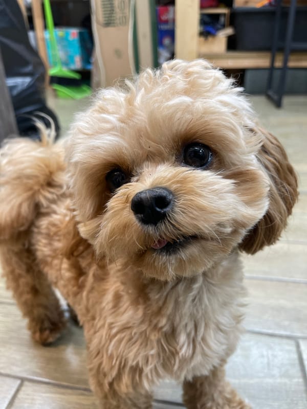 Fluffy poodle mix plays and poses at home in Kommunarka