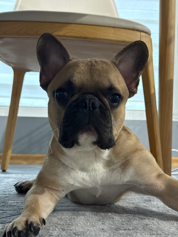 French Bulldog photographed in portrait session in Burgas, Bulgaria