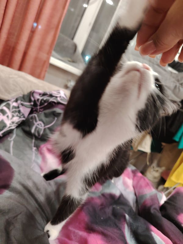 Black and white kitten plays and lounges around the house