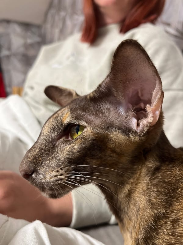 Family moments with Oriental cat documented in Chaikovsky home