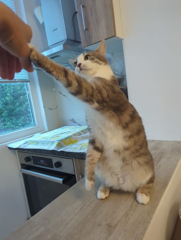 Tabby cat poses and paw-shakes in a Burgas kitchen
