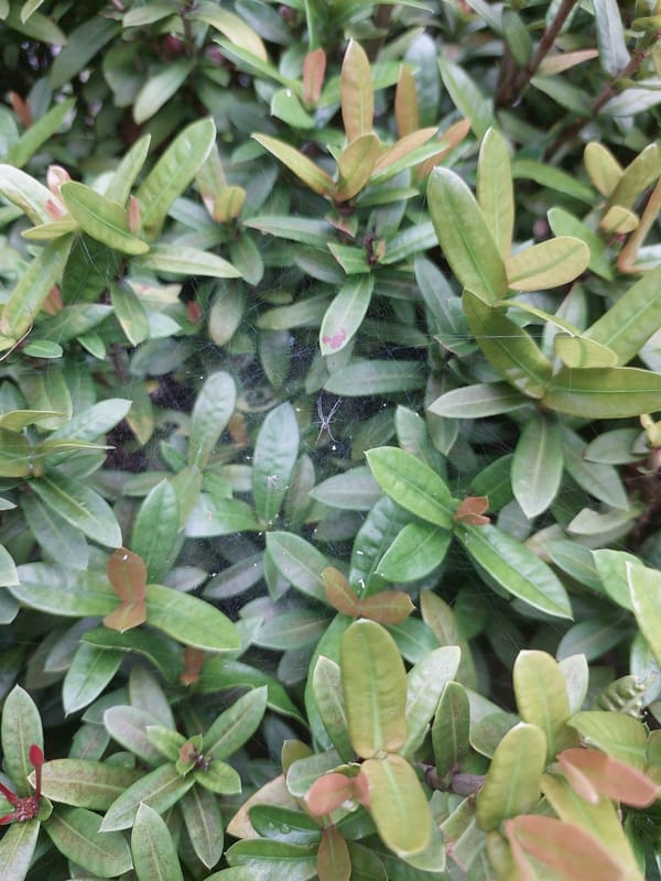 Ixora blooms, a spiderweb, and a rooftop bird in Ko Samui