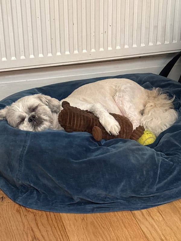 Dog sleeps with stuffed toy in London home