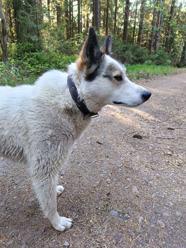 Forest walk with dog documented in Vishnovka, Russia