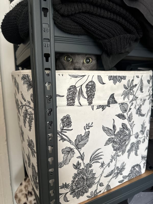 Gray cat spotted hiding among belongings on Moscow shelf
