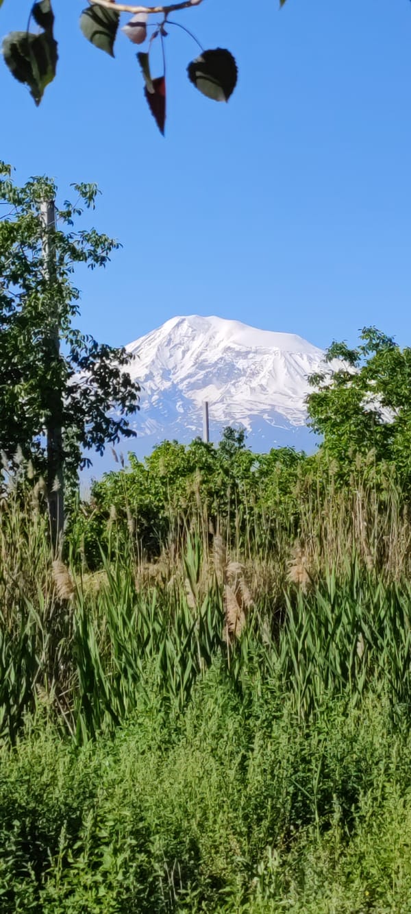 Mount Ararat photographed through vegetation in Hovtashen, Armenia