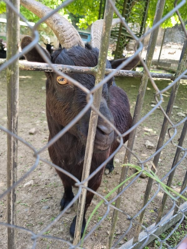 Morning visit to animal enclosure in Pleven, Bulgaria