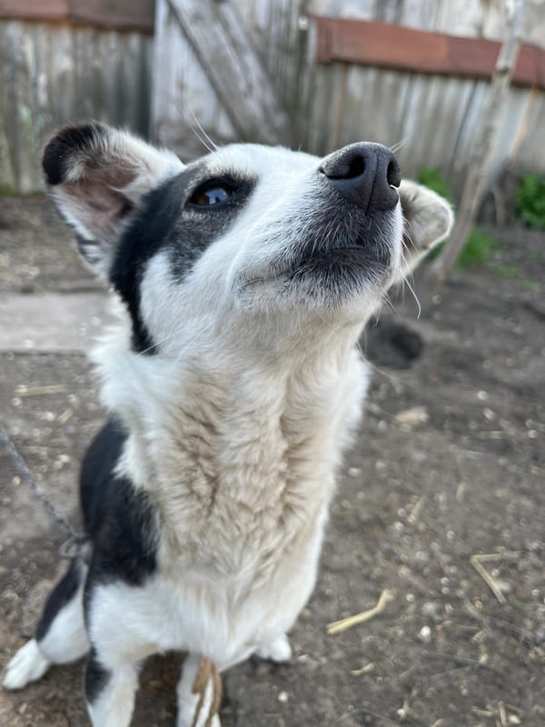 Pets spotted in rural Russian settlement during afternoon