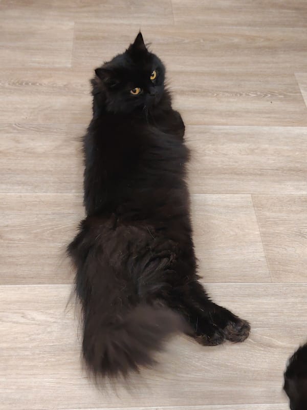 Domestic cats captured in everyday moments across indoor settings