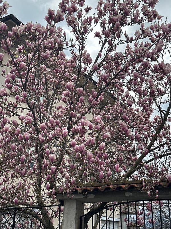 Spring magnolia blossoms observed in full bloom in Karlovo