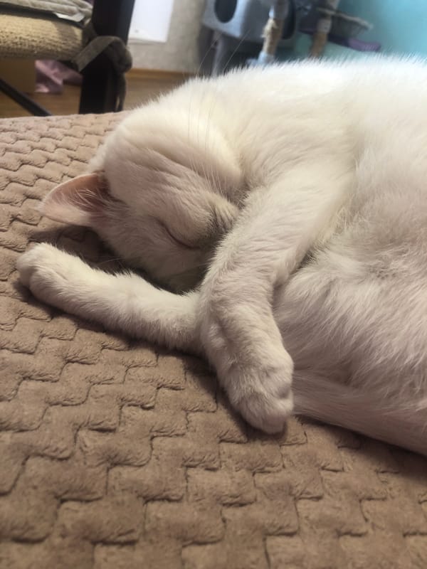 Cats napping and lounging up close