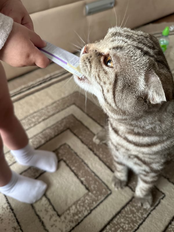 Child feeds treats to grey tabby cat on carpet