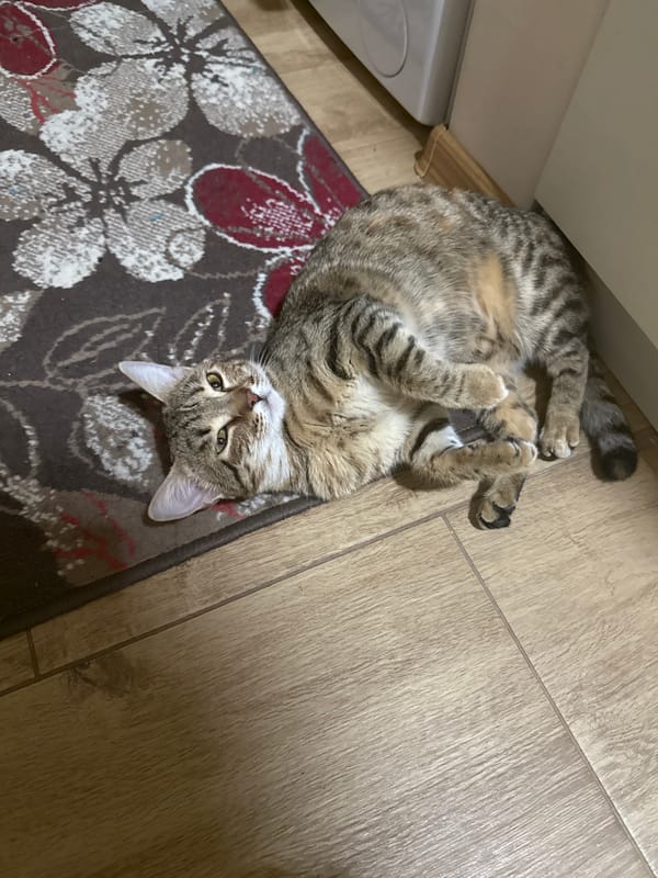 Tabby cat documented in relaxed moments throughout Sofia home