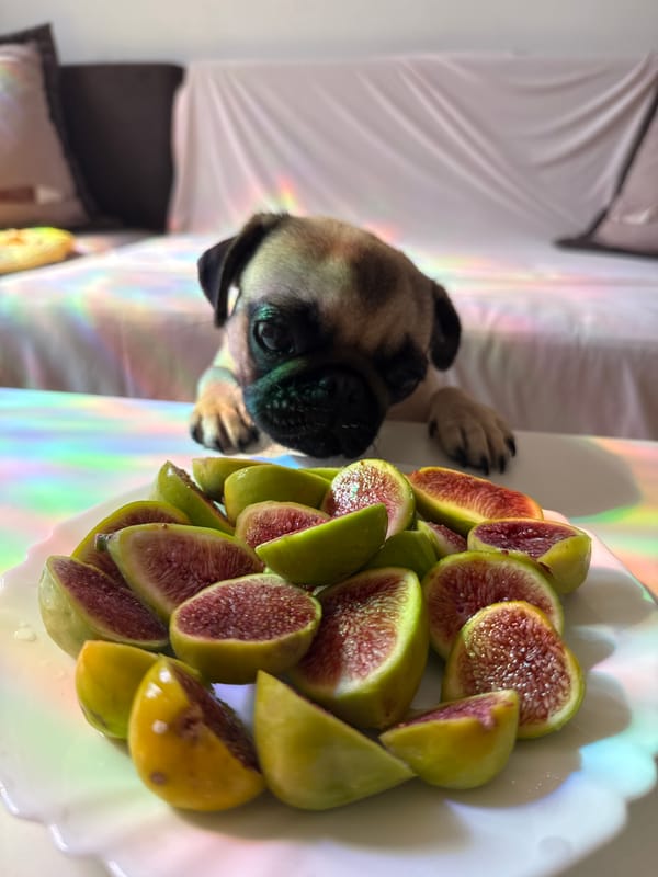 Pug puppy investigates a plate of sliced figs