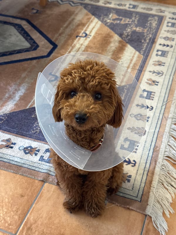 Dog in recovery cone rests on rug in Montenegro home