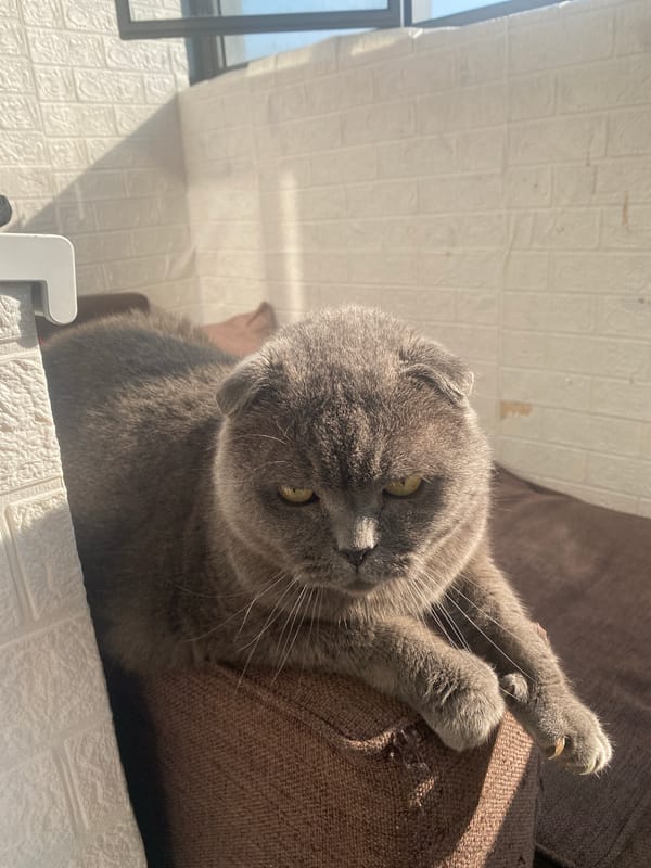 Cat naps, summer sun, and a lazy morning in Novosibirsk