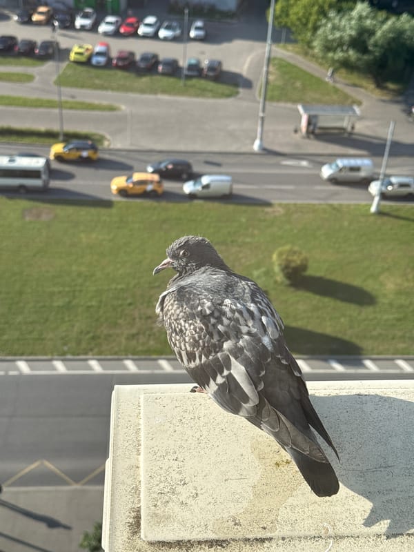 Moscow window pigeon draws attention from multiple angles