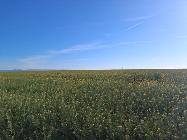 Rapeseed field blooms under clear skies in Maklár, Hungary