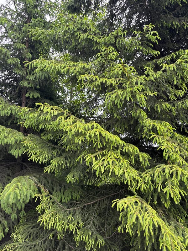 Spring growth observed on evergreen trees in Rublevo
