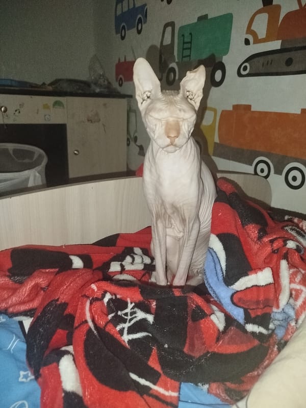 Sphynx cat holds court in a cozy Zavodoukovsk home