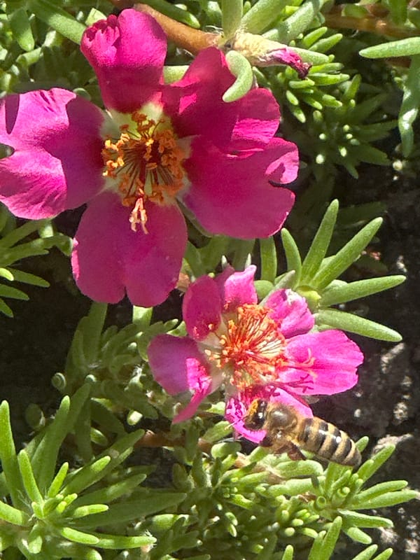 Bees working the garden in Lobacheve, Ukraine