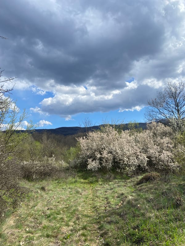 Spring blooms captured near Mindia, Bulgaria hillside