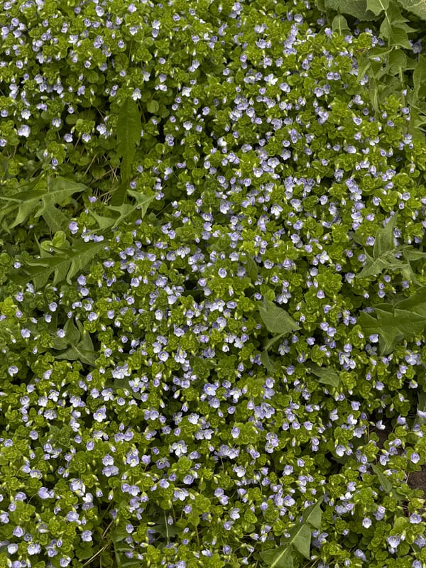 Spring wildflowers bloom across Perm, Russia ground cover