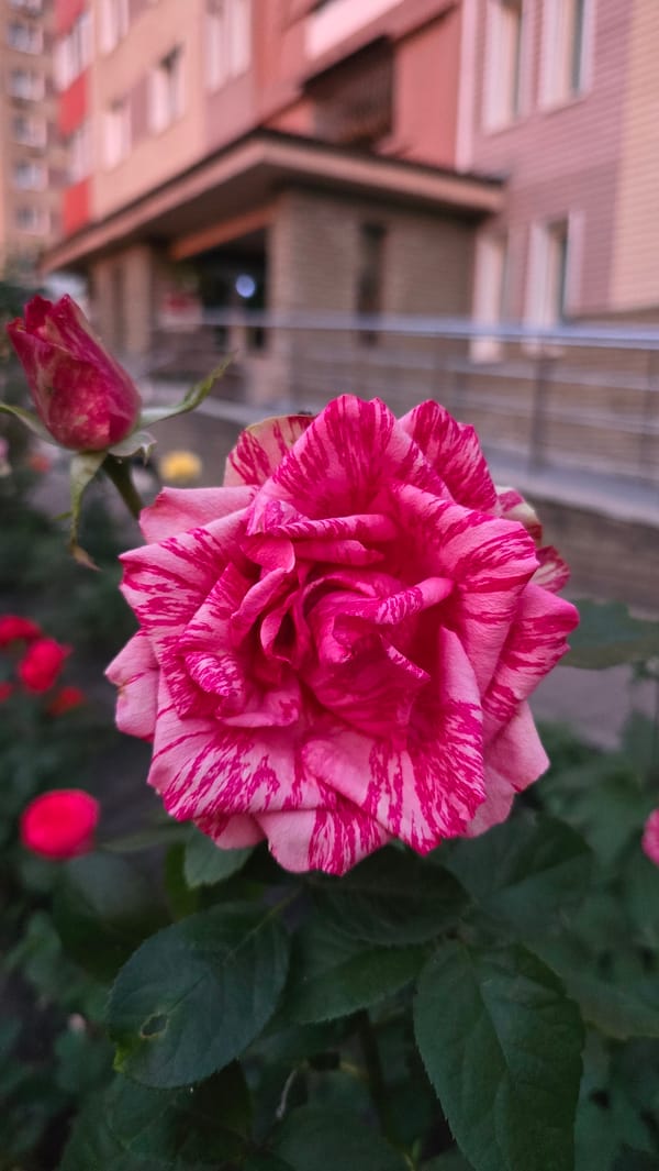 Flowers and apartment blocks at dusk in Kyiv