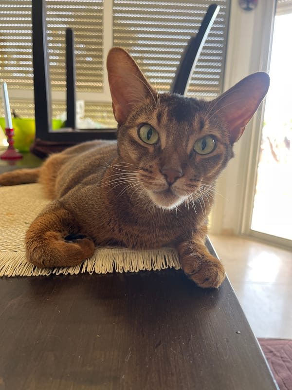 Abyssinian cat relaxing on a woven placemat