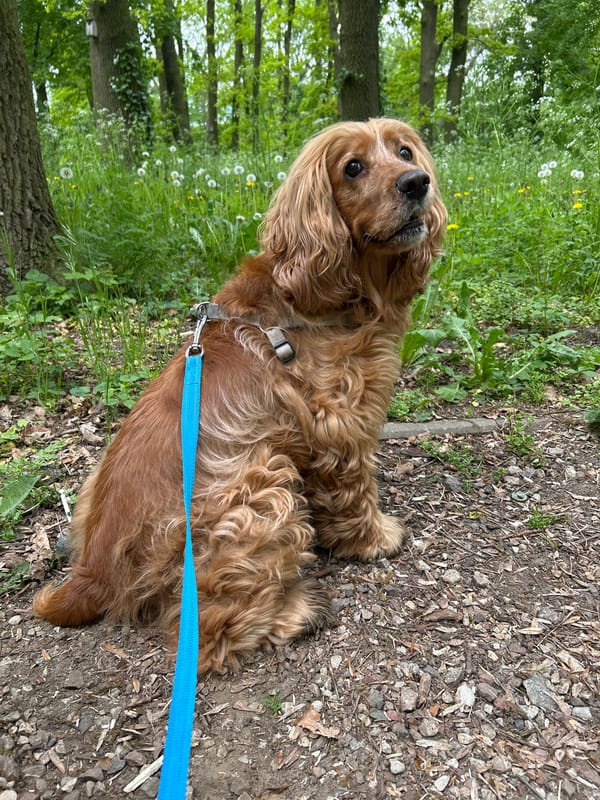 Dog walker enjoys morning stroll through Tczew park