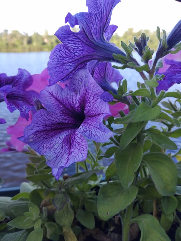 Houseboat life on the Kyiv riverfront, flowers and a dog.