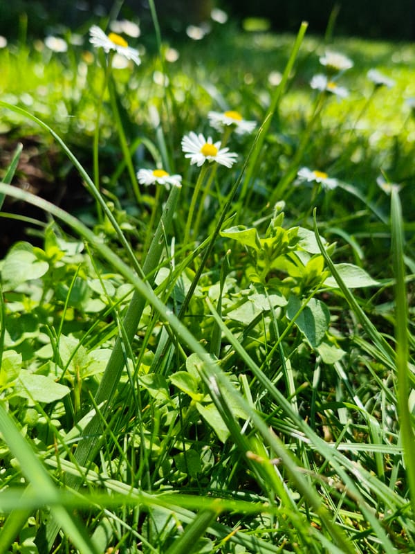 Lazy summer morning in a Lithuanian backyard with kids, dogs, and flowers