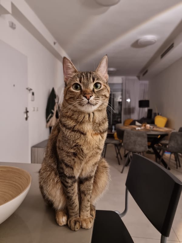 Tabby cat spotted resting on kitchen counter in Ramat Gan