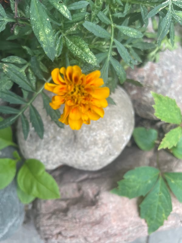 Quiet morning at home: garden flowers, a toddler, and chores