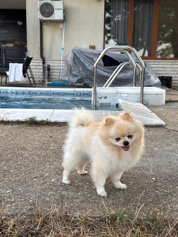 Pomeranian by the pool, Balchik backyard, summer afternoon