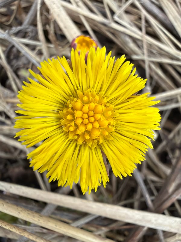 Early spring documented in Chaikovsky, Russia through seasonal observations