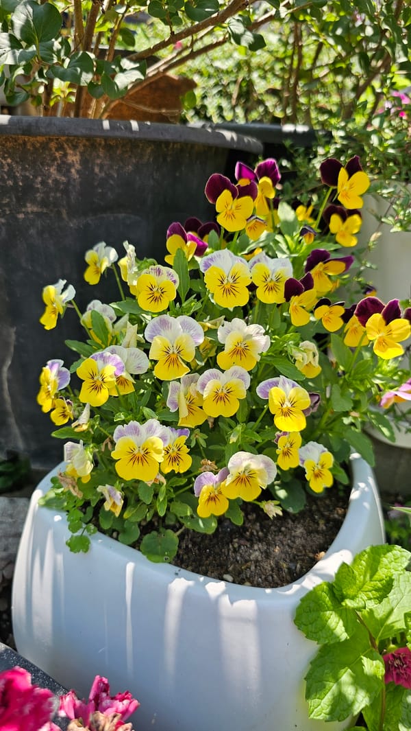 Colorful garden blooms photographed up close in Asan-si