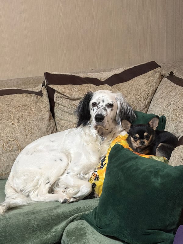 Two dogs cuddling together on couch in Bulgaria