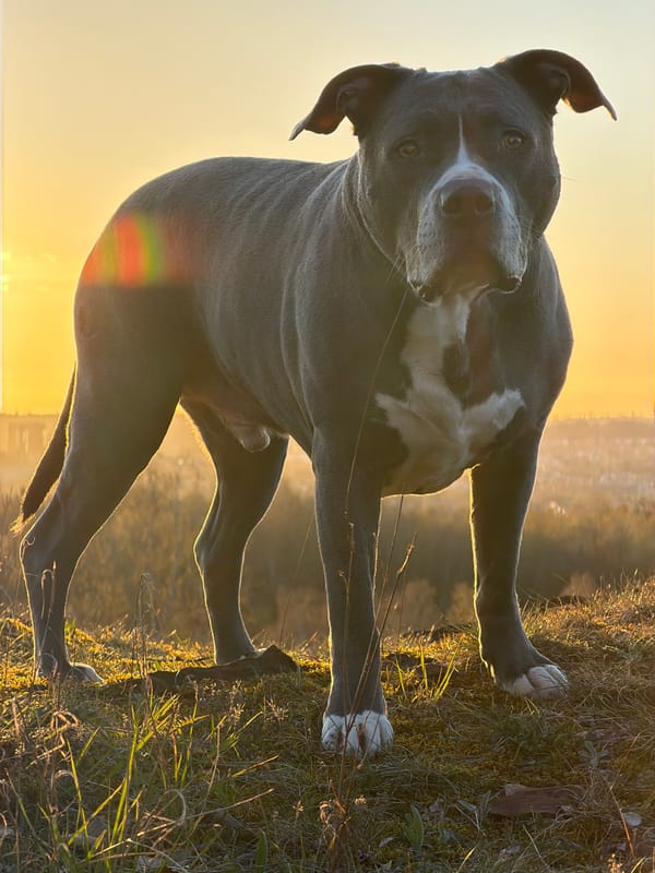 Pit bull dog photographed in motion in Esch-sur-Alzette park