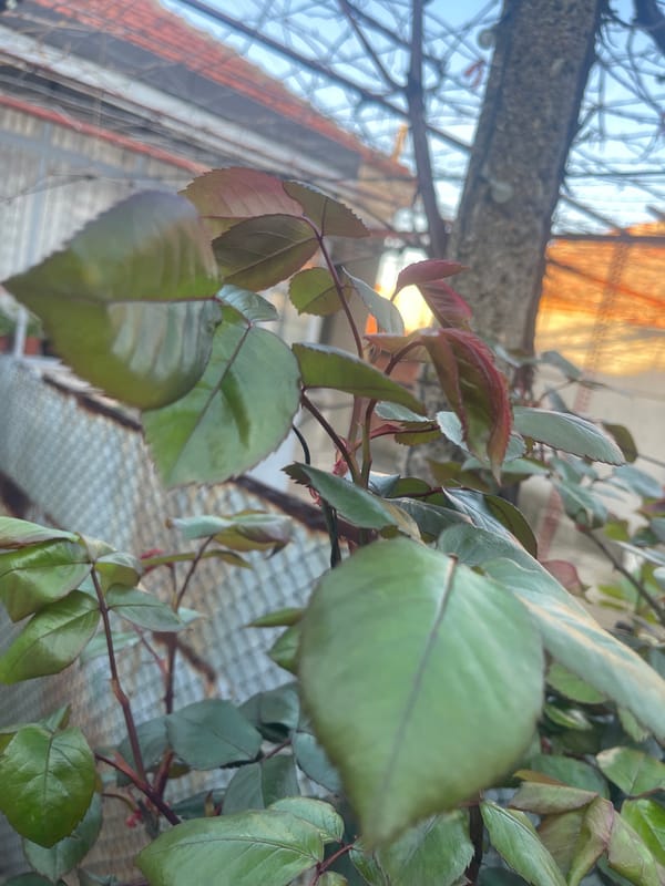 Rose bush leaves observed in Sliven, Bulgaria