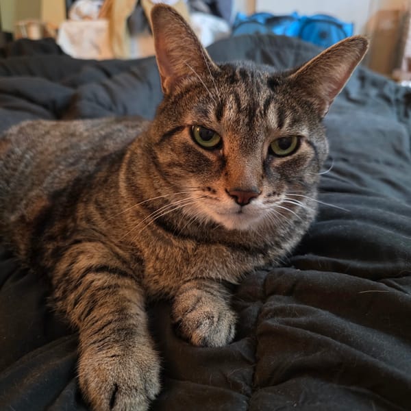 Tabby cat lounging on a dark blanket in Portland home